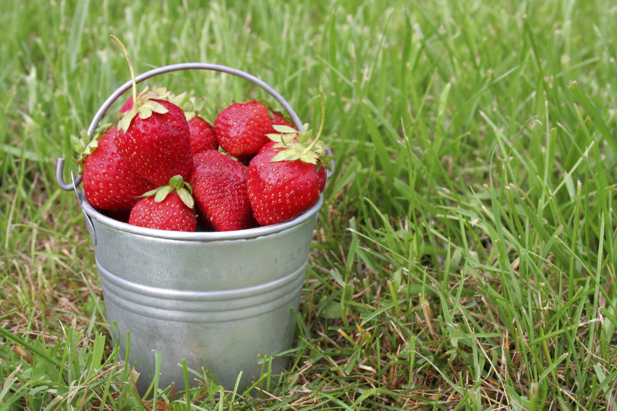 Es gibt wieder unsere späten Erdbeeren » Obsthof Spinner