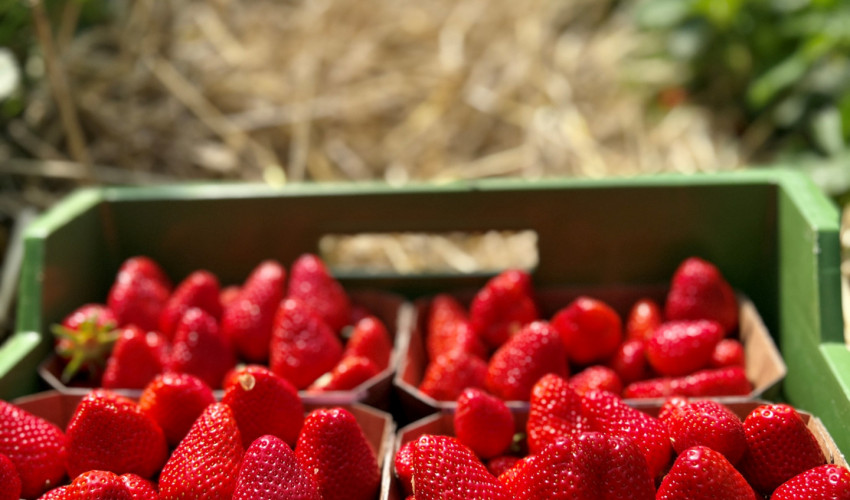 Die Erdbeeren sind reif !!!!