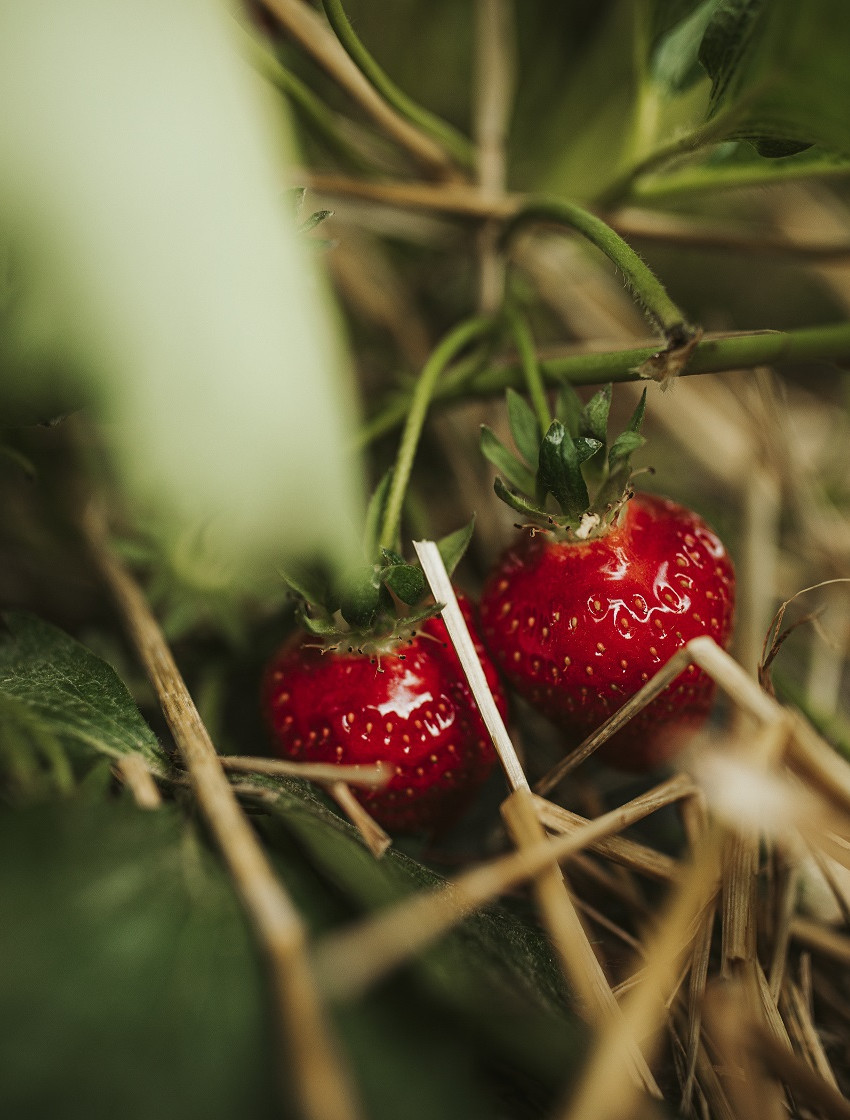Selbstpflücke bei Erdbeeren ist beendet und es gibt erst nächstes Jahr wieder die Möglichkeit 