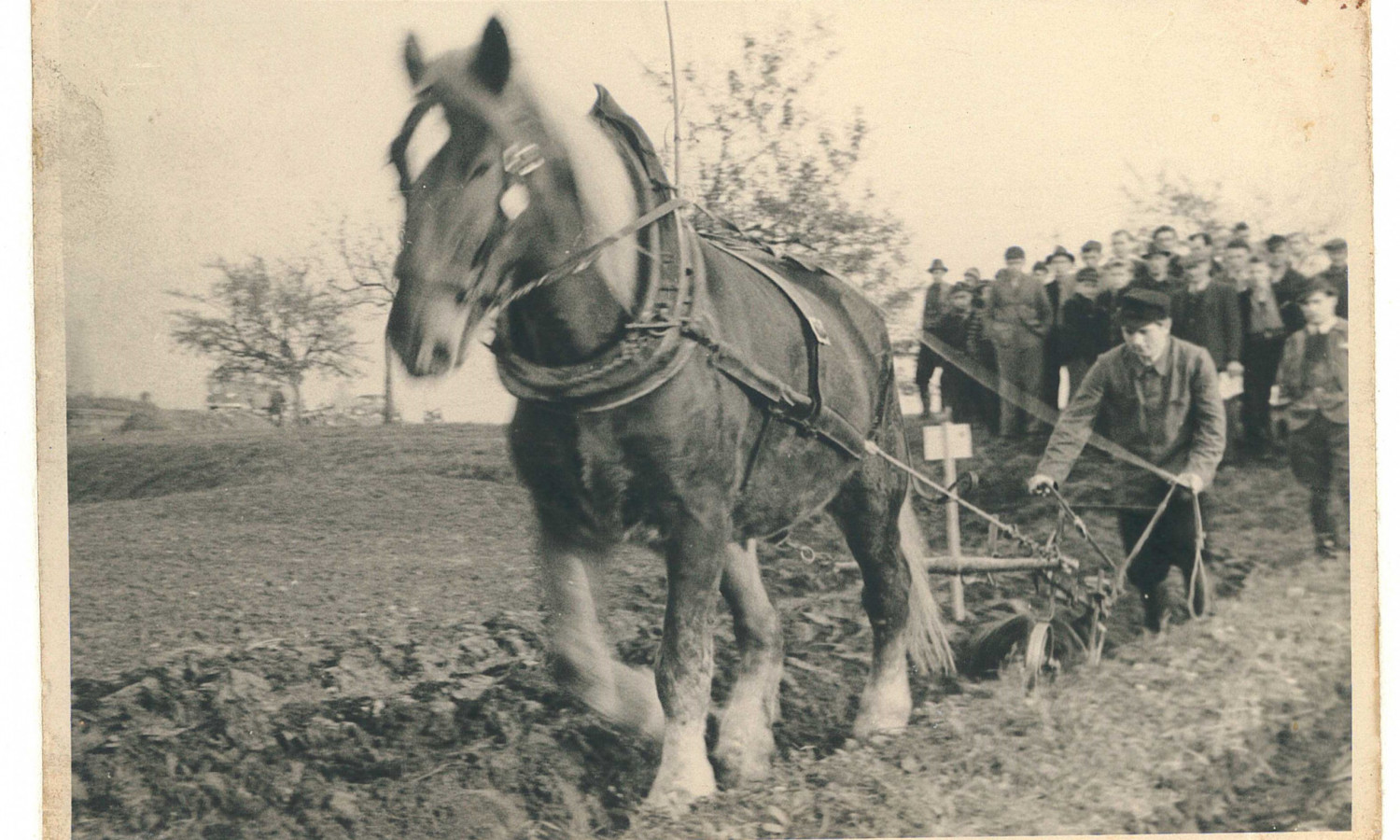 Pflügen Opa Karl 1925