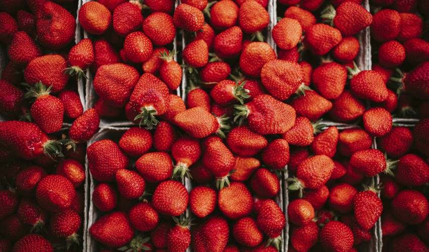 Erdbeeren zum Selberpflücken ist am Pfingstsonntag 24. Mai von 9 bis 17 Uhr möglich