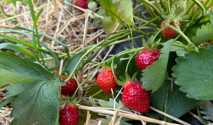 Erdbeeren zum Selberpflücken ist nochmals möglich