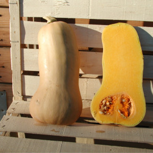 Butternut