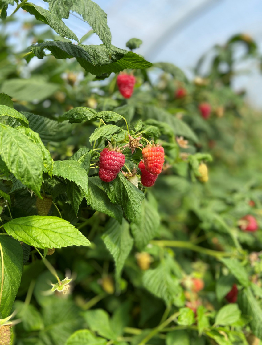 Da bekommt man doch richtig Lust auf Himbeeren 