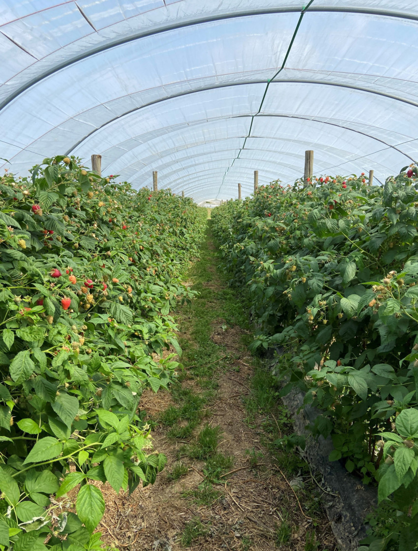 Der geschützte Anbau ist Voraussetzung bei Himbeeren für eine dauerhaft gute Fruchtqualität.