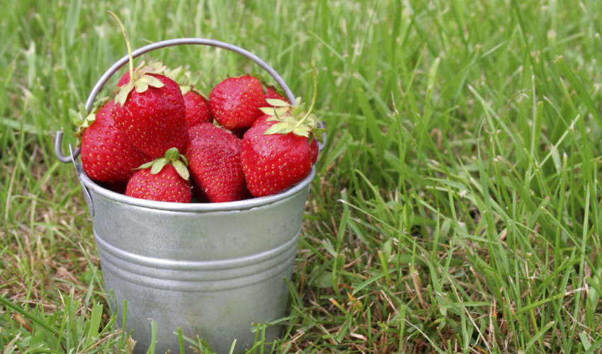 Es gibt wieder unsere späten Erdbeeren